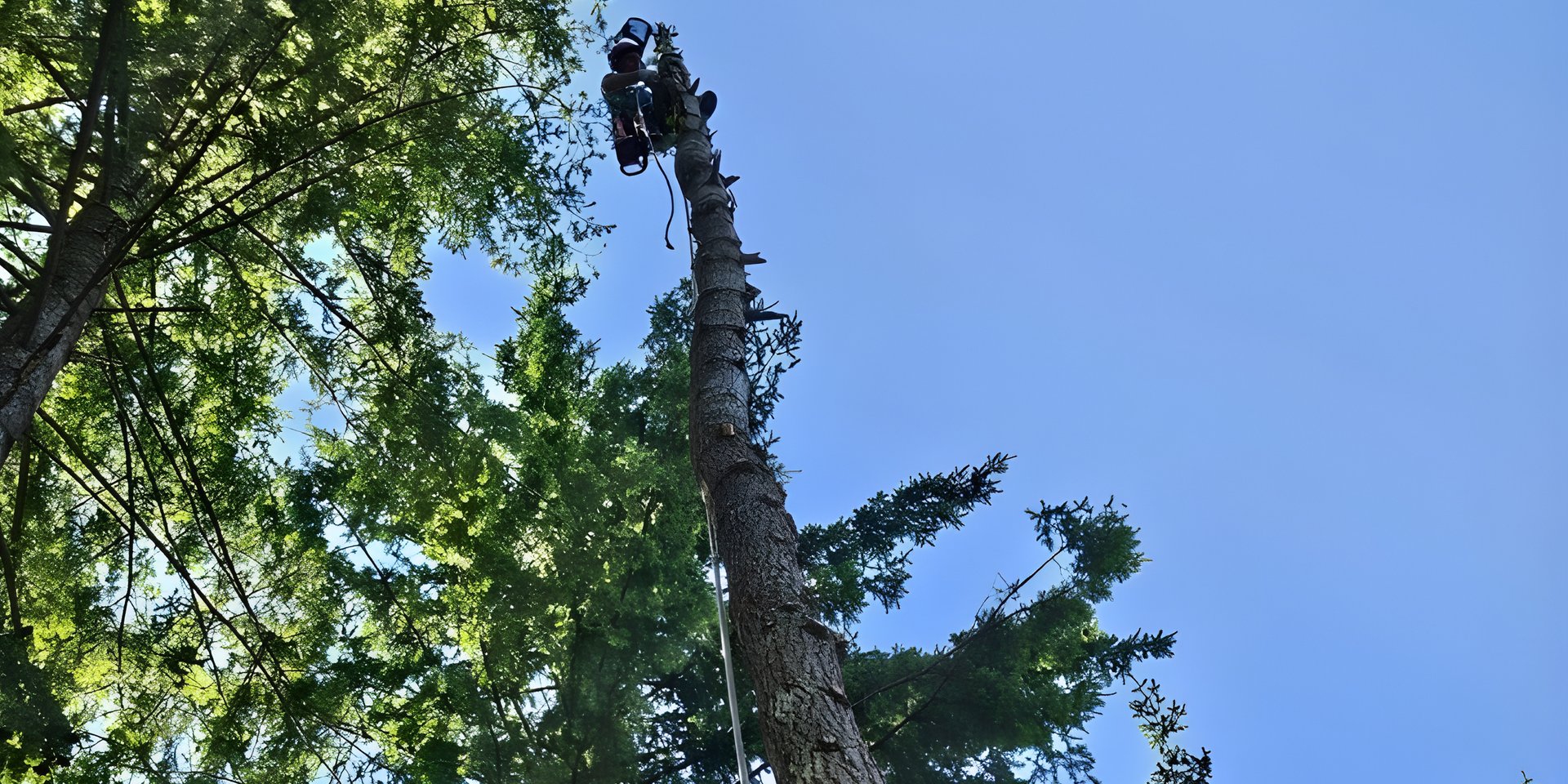 An arborist high in a fir tree during a sectional removal in Vancouver