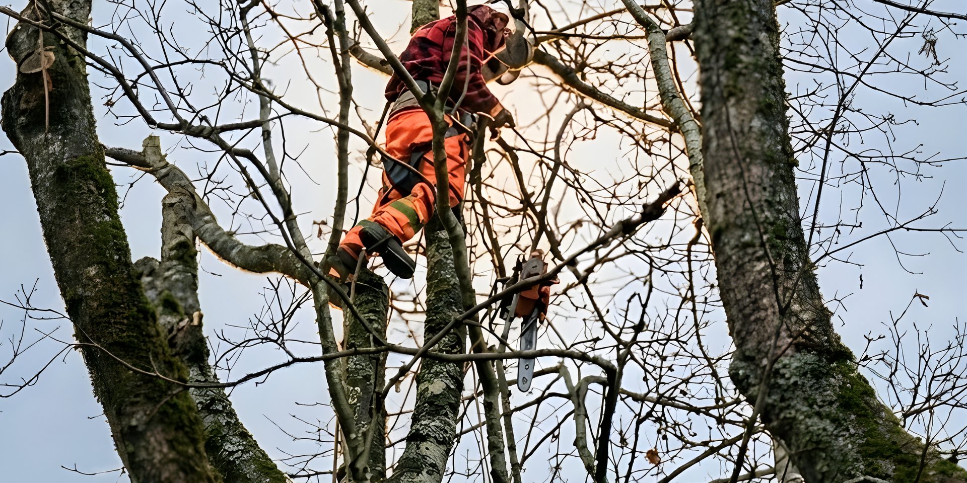 Crown reduction pruning by a certified arborist in Vancouver