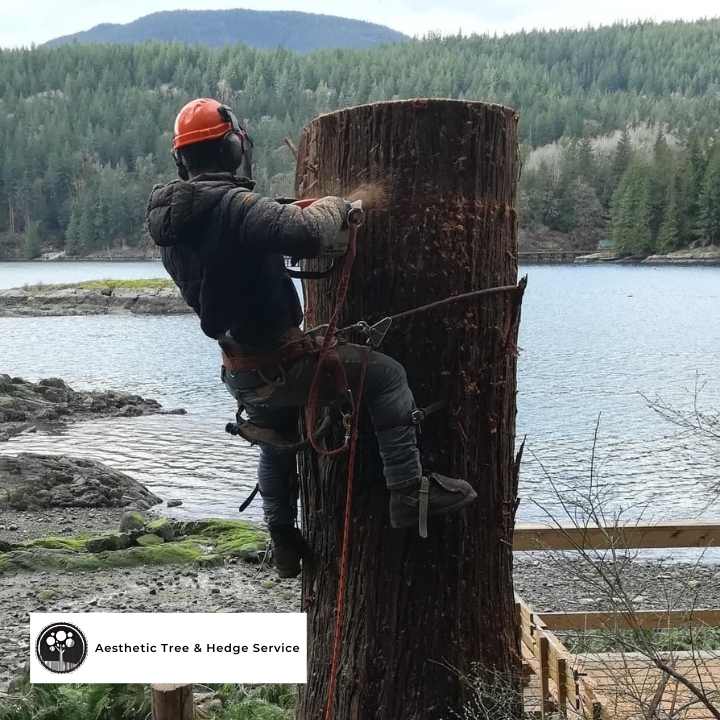 Aesthetic Tree arborists working on a waterfront property in Vancouver